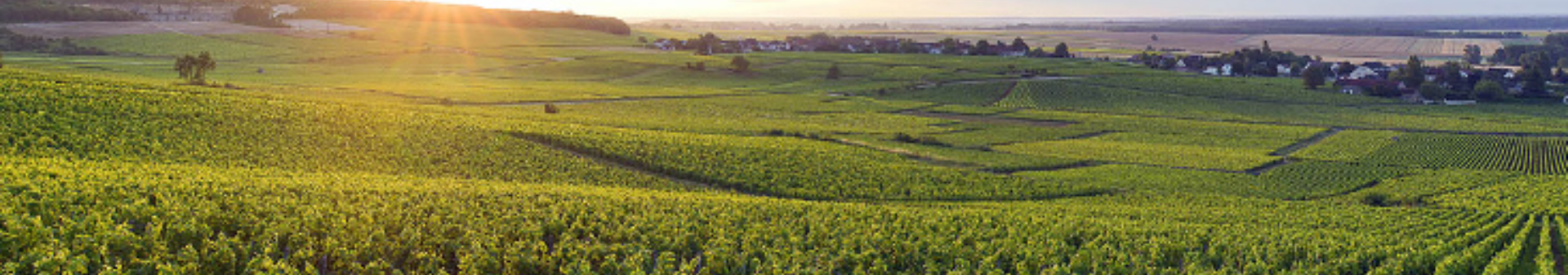Vino denominazione Chapelle-Chambertin