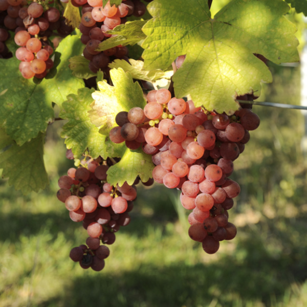 Vino denominazione Gewurztraminer