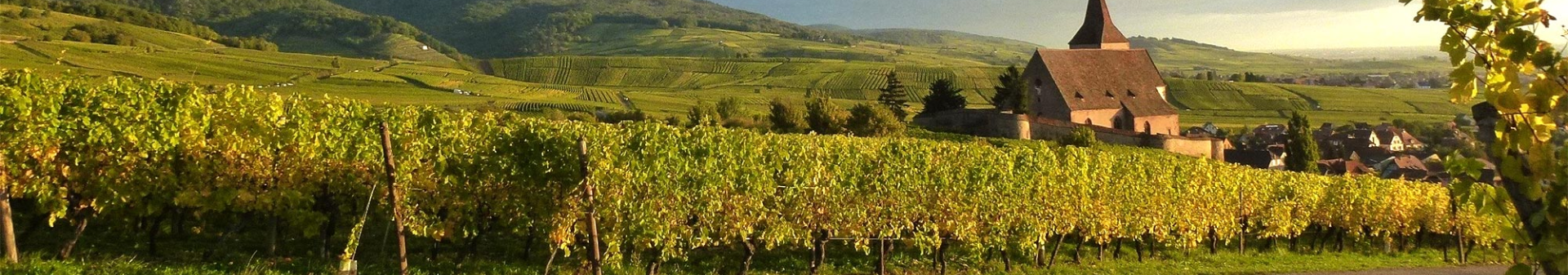 Vino denominazione Gewurztraminer