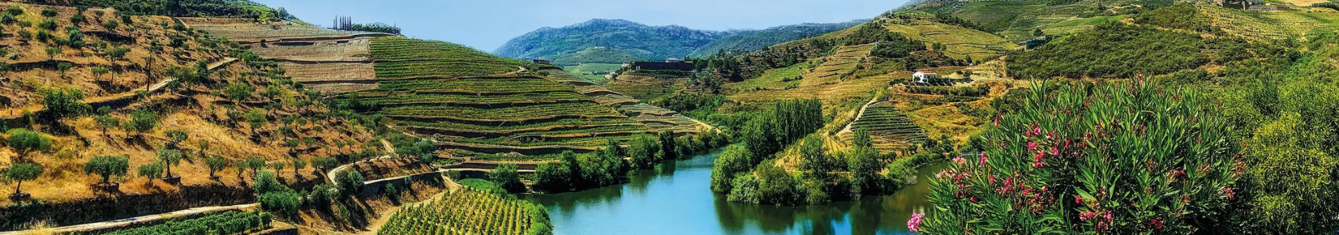 Vino Regione Porto, vino porto