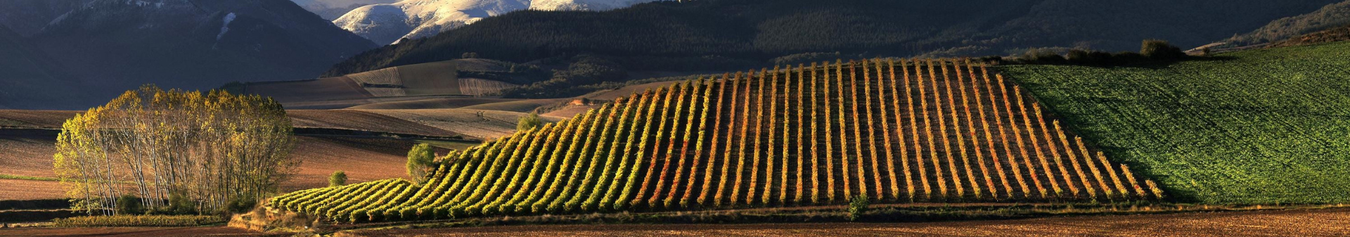Vino Regione Rioja, vino di Rioja